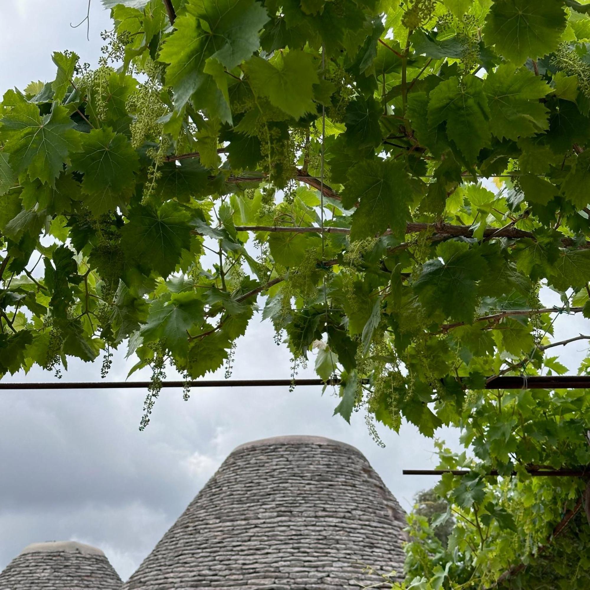 Masseria Lojazzo Ceglie Messapica Bagian luar foto